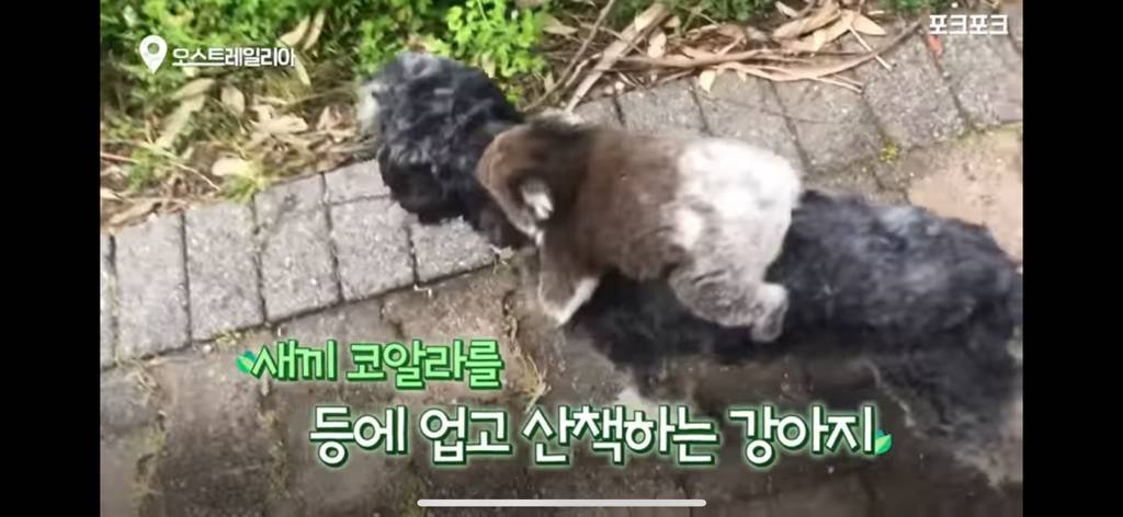 산책중인 강아지를 엄마로 착각한 코알라 | 인스티즈