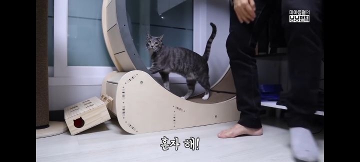 고양이가 사람한테 캣휠을 돌려달라고 하는 이유 | 인스티즈