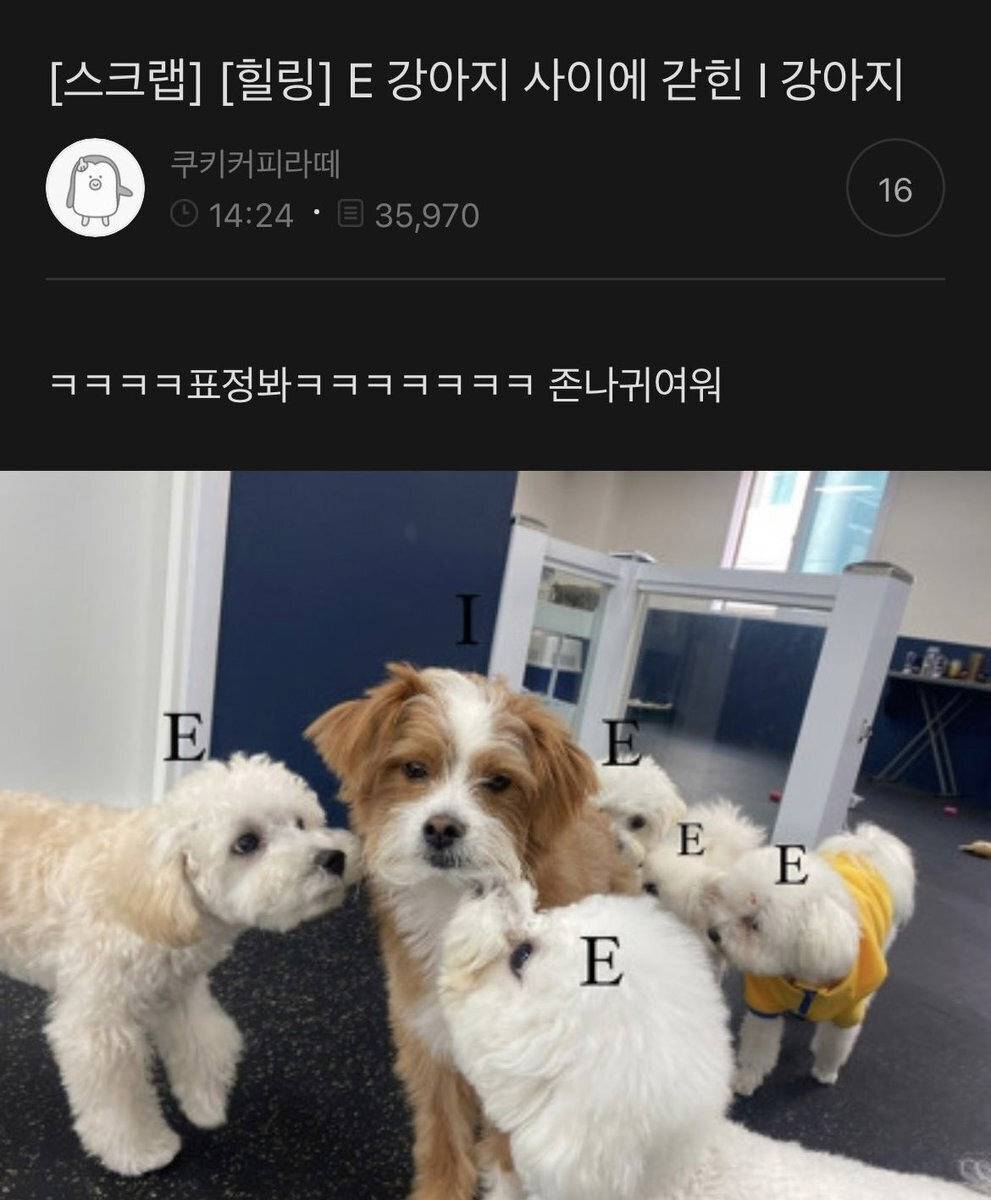 E강아지와 I강아지ㅋㅋㅋㅋㅋㅋ | 인스티즈