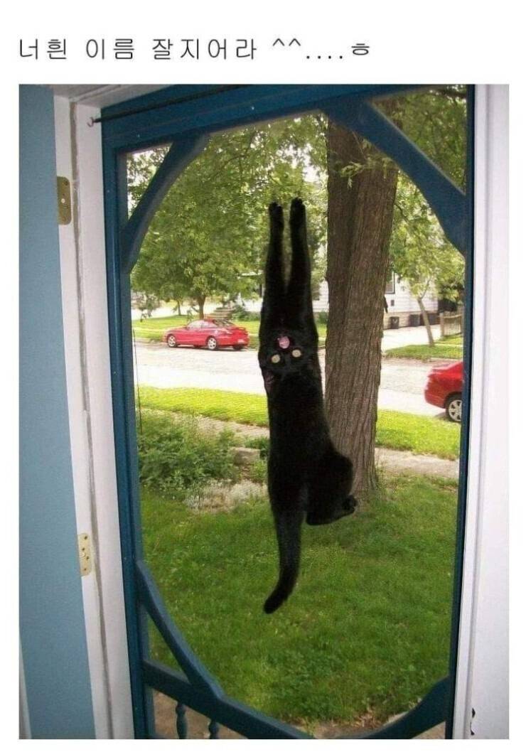 고양이 이름 잘 지어라.......... | 인스티즈