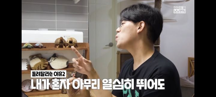 고양이가 사람한테 캣휠을 돌려달라고 하는 이유 | 인스티즈