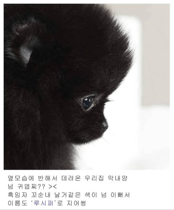 고양이 이름 잘 지어라.......... | 인스티즈