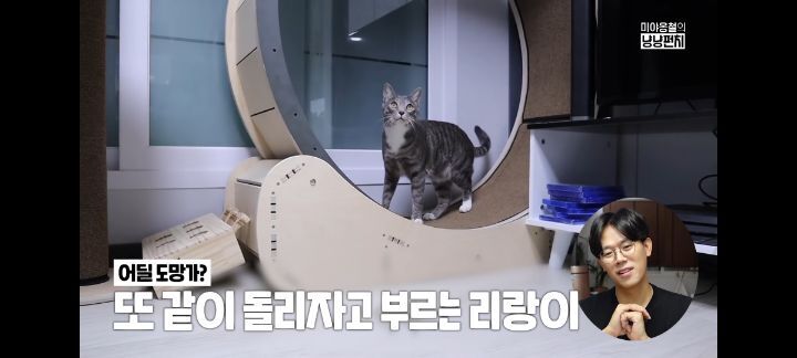 고양이가 사람한테 캣휠을 돌려달라고 하는 이유 | 인스티즈