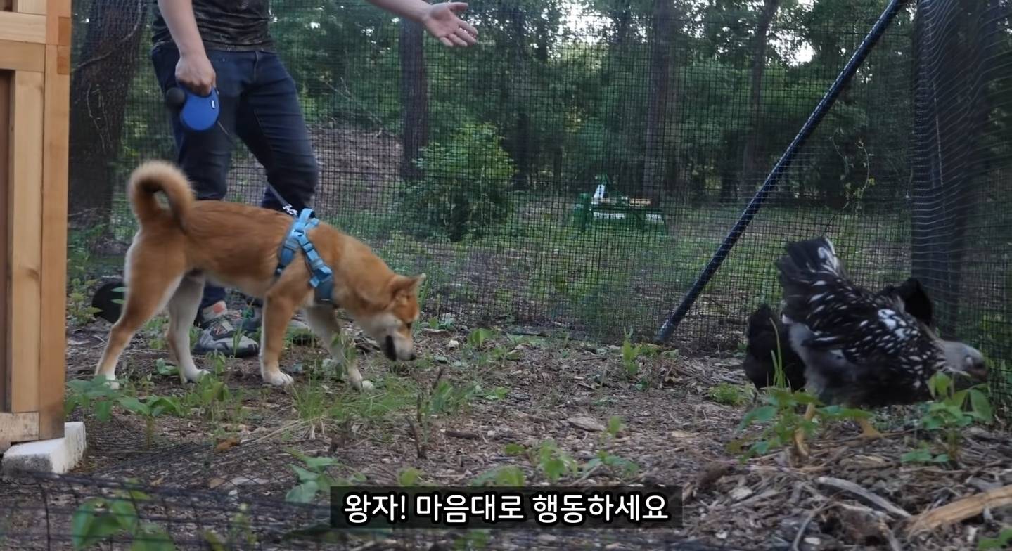 같이 살아본 사람들은 실내견으로 완벽하다고 평가하는 견종 진돗개 | 인스티즈