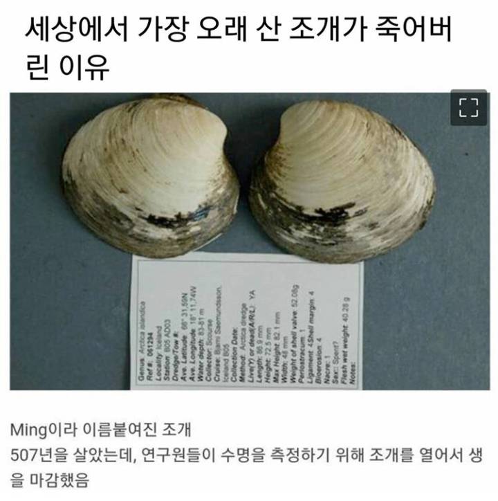 507년 산 조개가 죽어버린 이유 | 인스티즈