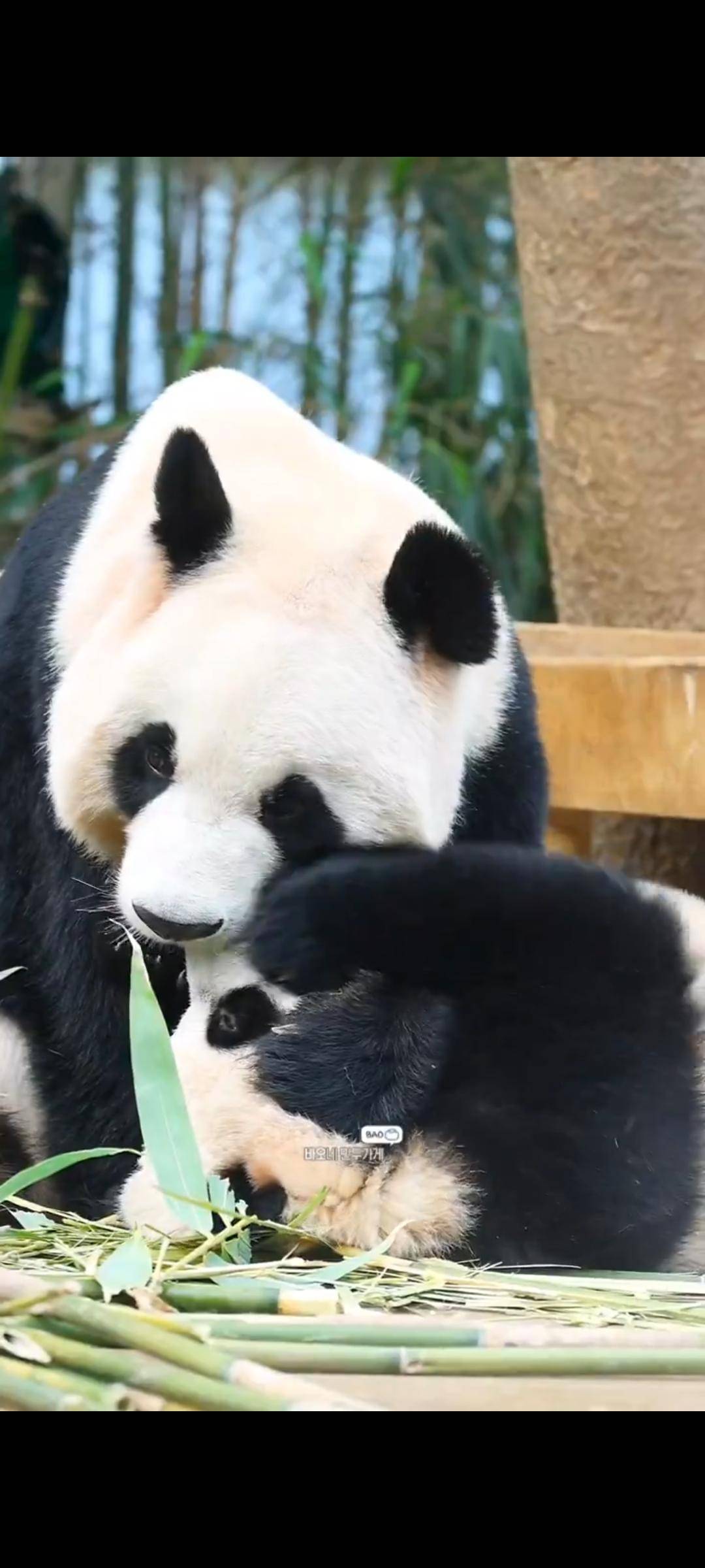 엄마랑 할부지한테 안기면 코부터 가리는 후이바오🐼 | 인스티즈