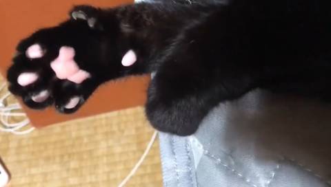 새까매서 눈만 보이는 게 매력인 검정 고양이 | 인스티즈