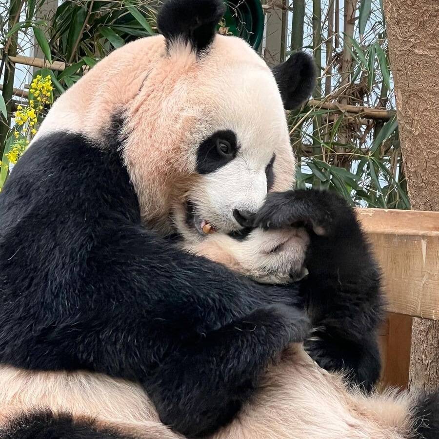 엄마랑 할부지한테 안기면 코부터 가리는 후이바오🐼 | 인스티즈