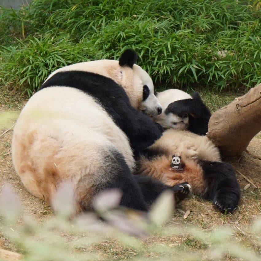 엄마랑 할부지한테 안기면 코부터 가리는 후이바오🐼 | 인스티즈