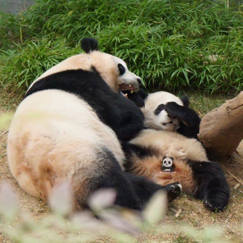 엄마랑 할부지한테 안기면 코부터 가리는 후이바오🐼 | 인스티즈