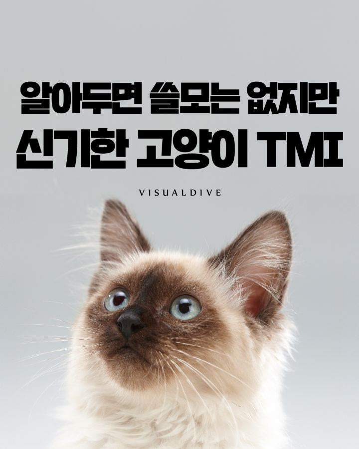 고양이들에 대한 tmi | 인스티즈