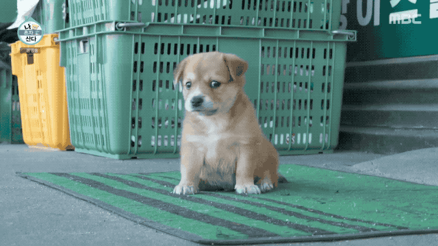 오늘자 나혼산 출연 댕댕이.gif | 인스티즈
