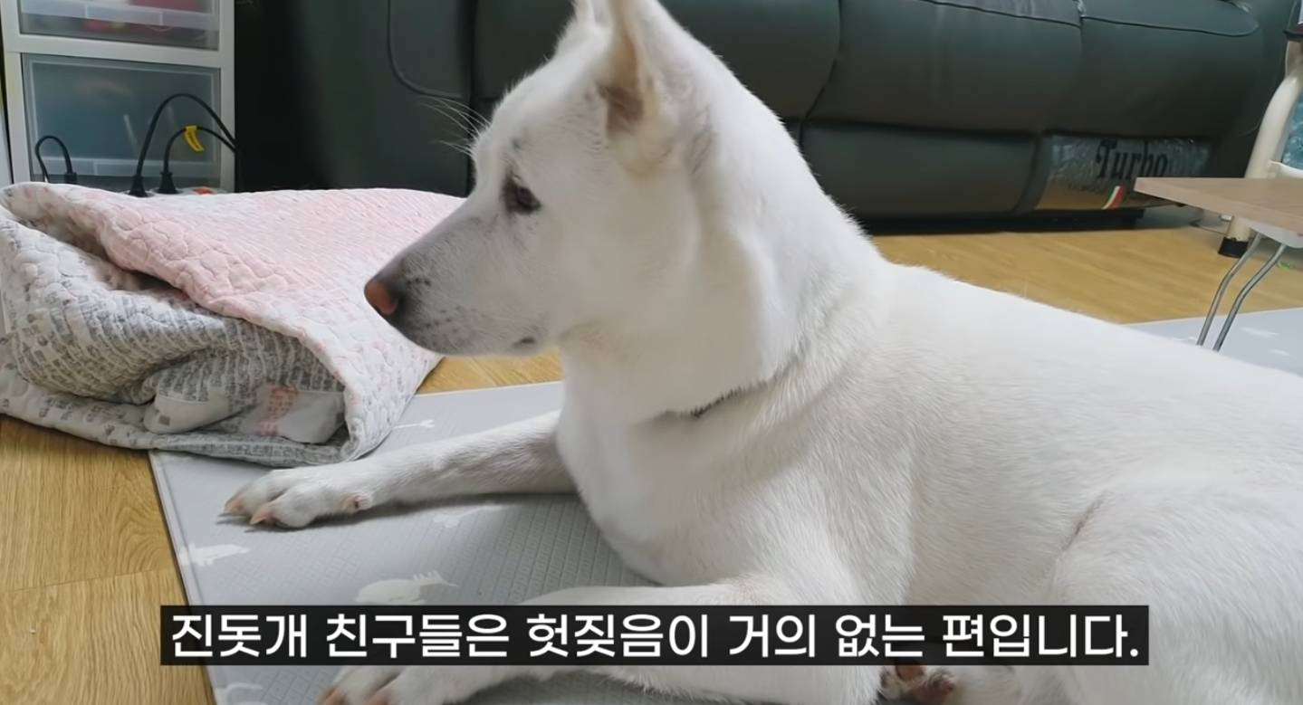 같이 살아본 사람들은 실내견으로 완벽하다고 평가하는 견종 진돗개 | 인스티즈