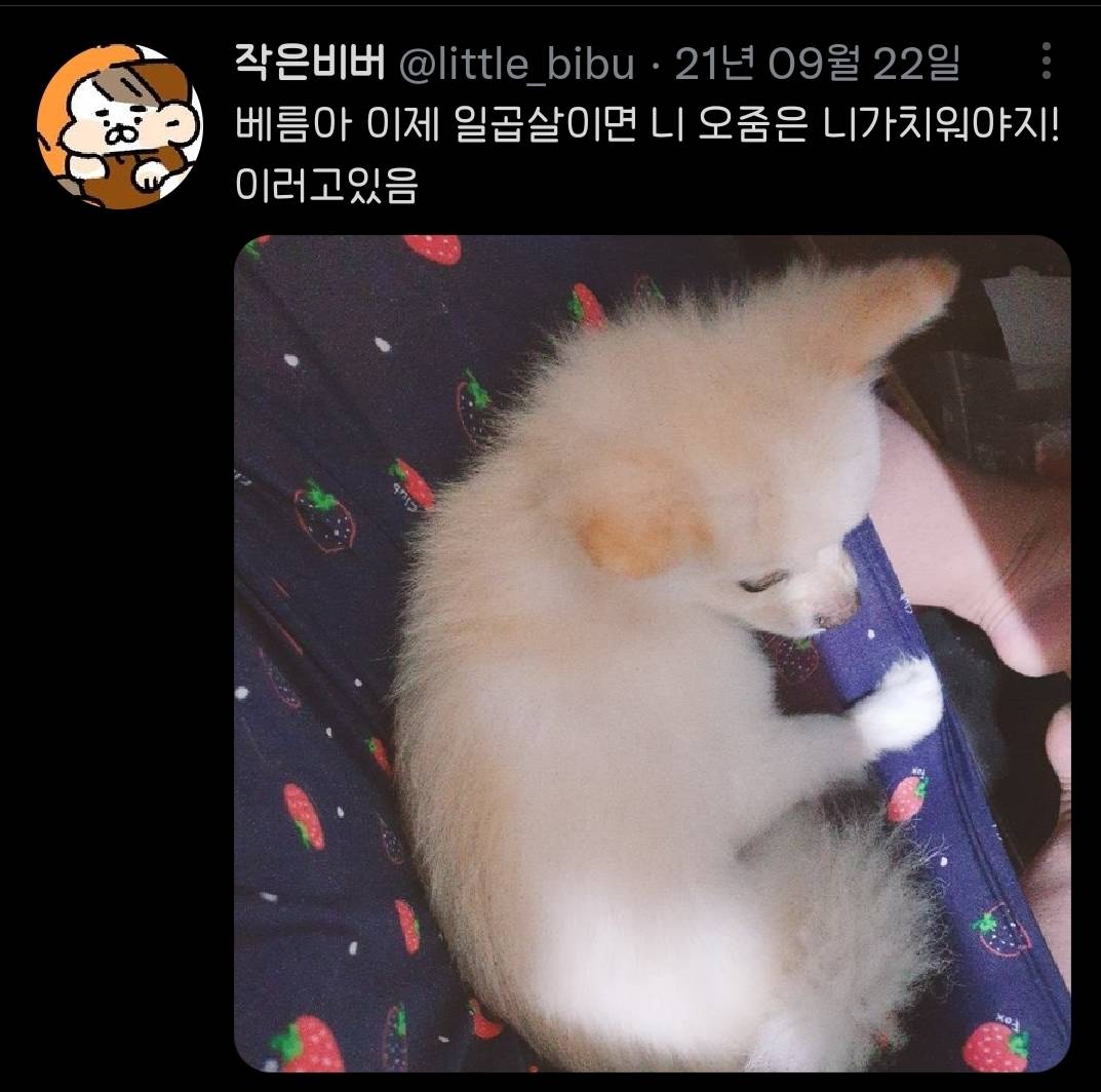 가족들 강아지한테 막 아무말이나 하는거 너무웃김.twt | 인스티즈