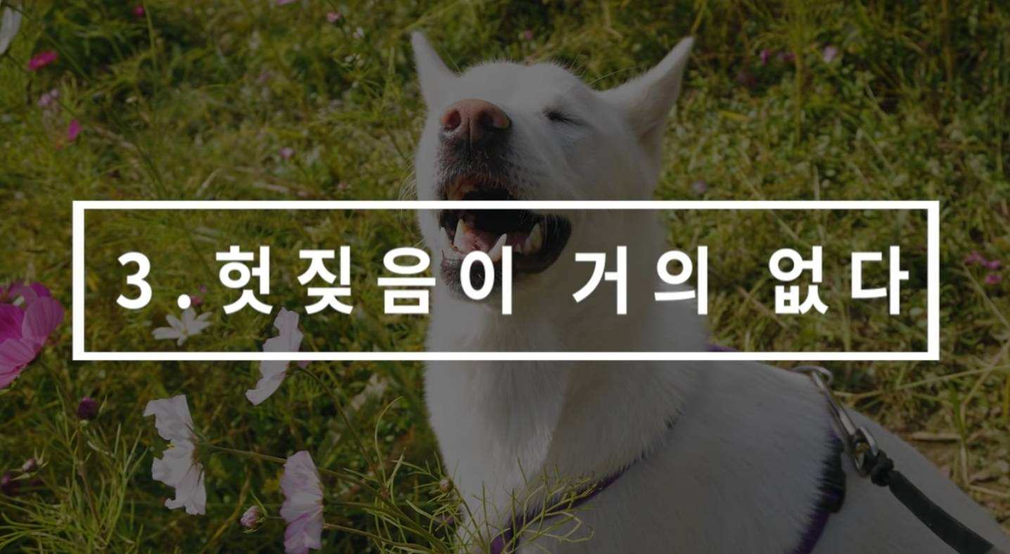 같이 살아본 사람들은 실내견으로 완벽하다고 평가하는 견종 진돗개 | 인스티즈