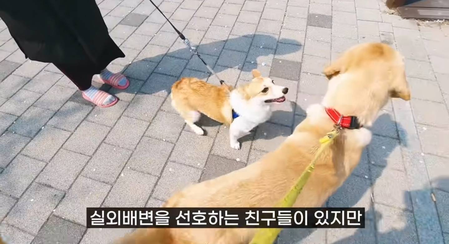 같이 살아본 사람들은 실내견으로 완벽하다고 평가하는 견종 진돗개 | 인스티즈