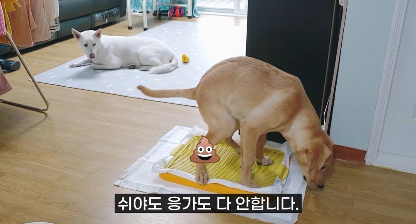 같이 살아본 사람들은 실내견으로 완벽하다고 평가하는 견종 진돗개 | 인스티즈