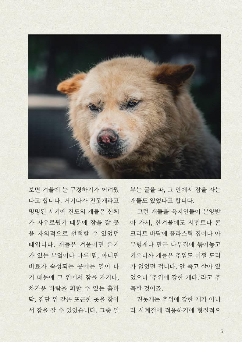 나만 몰랐던 '진돗개' 이야기ㅠㅠ | 인스티즈