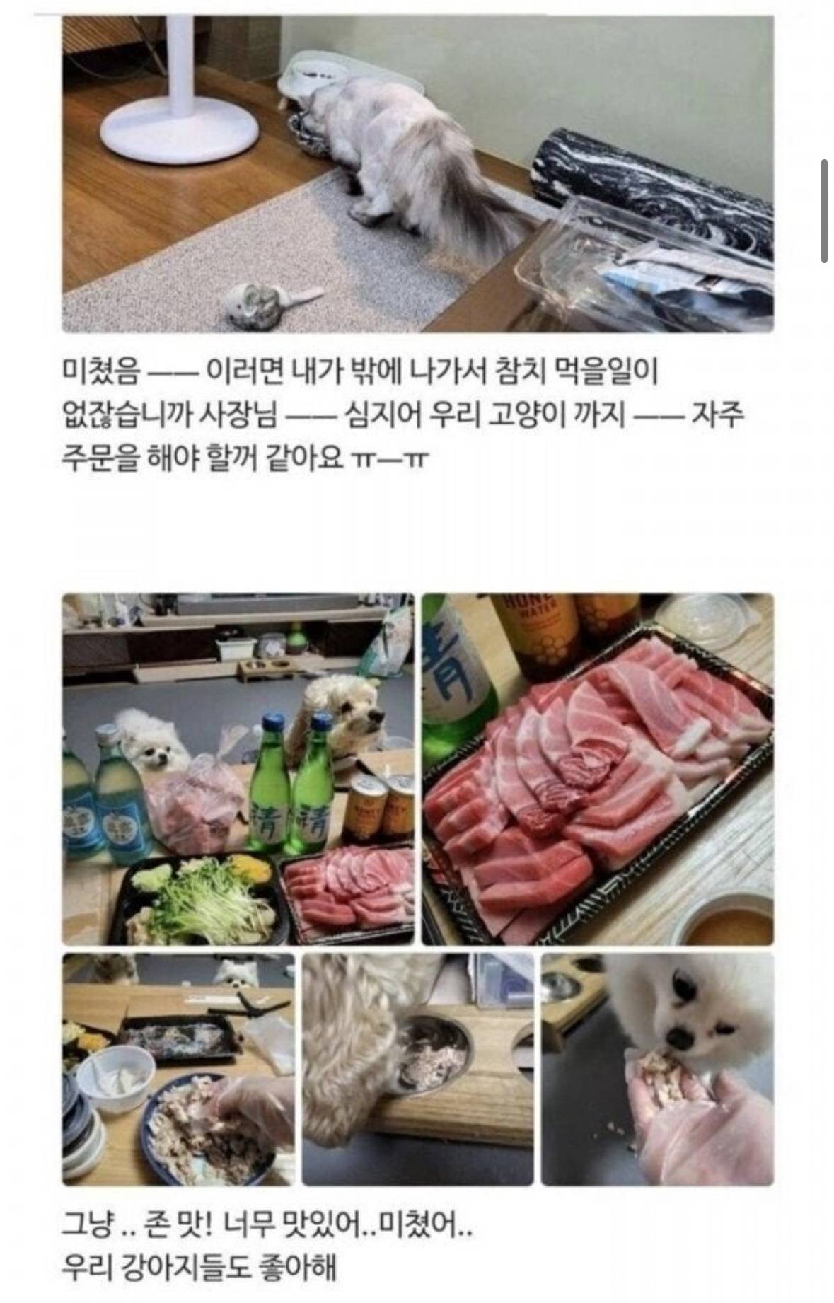 손님의 반려동물까지 챙기시는 참치집 사장님 | 인스티즈