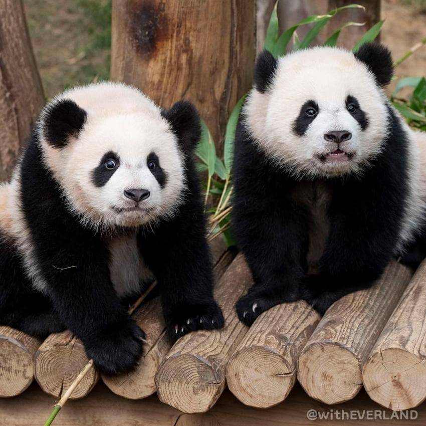 엄마랑 할부지한테 안기면 코부터 가리는 후이바오🐼 | 인스티즈