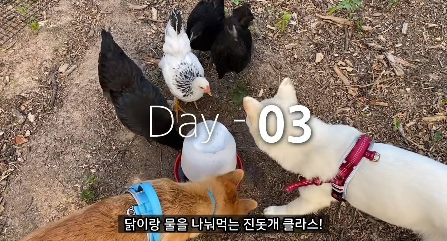 같이 살아본 사람들은 실내견으로 완벽하다고 평가하는 견종 진돗개 | 인스티즈