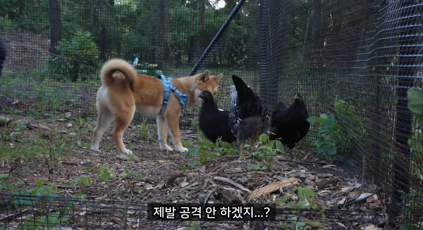 같이 살아본 사람들은 실내견으로 완벽하다고 평가하는 견종 진돗개 | 인스티즈