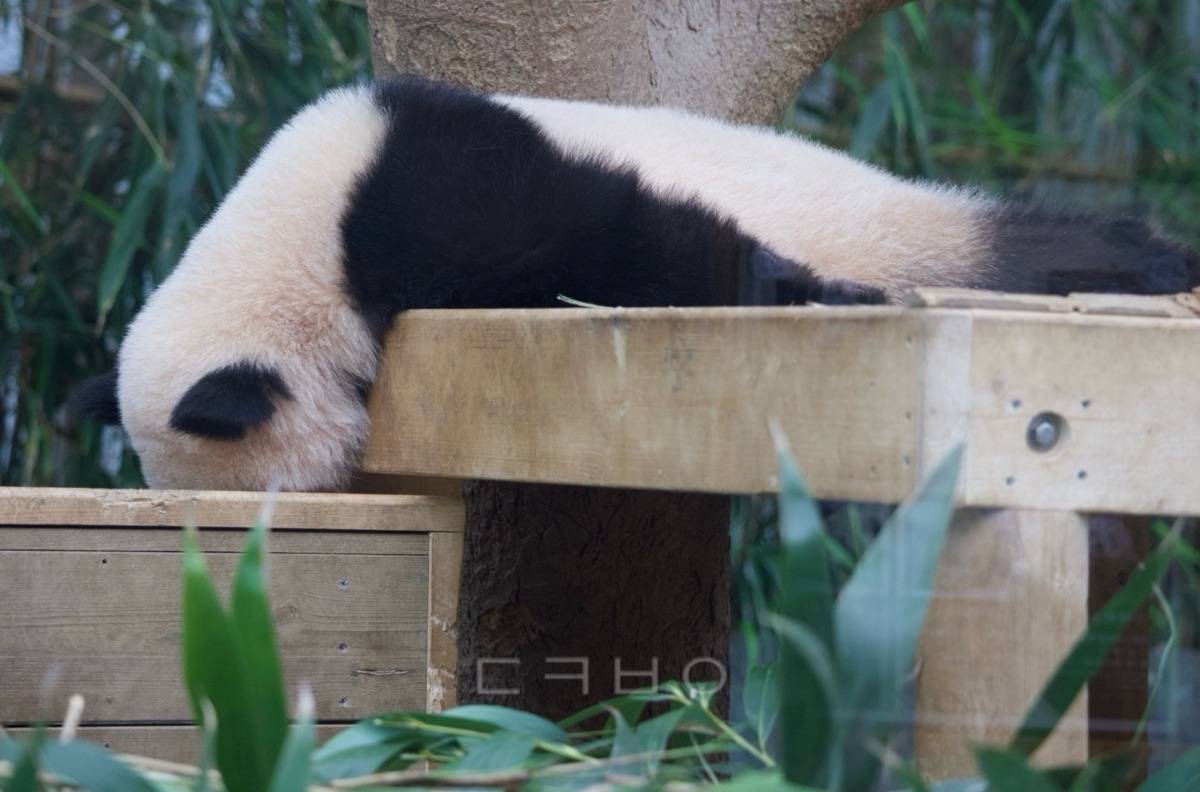 🐼 루이바오 입천장에!!! | 인스티즈