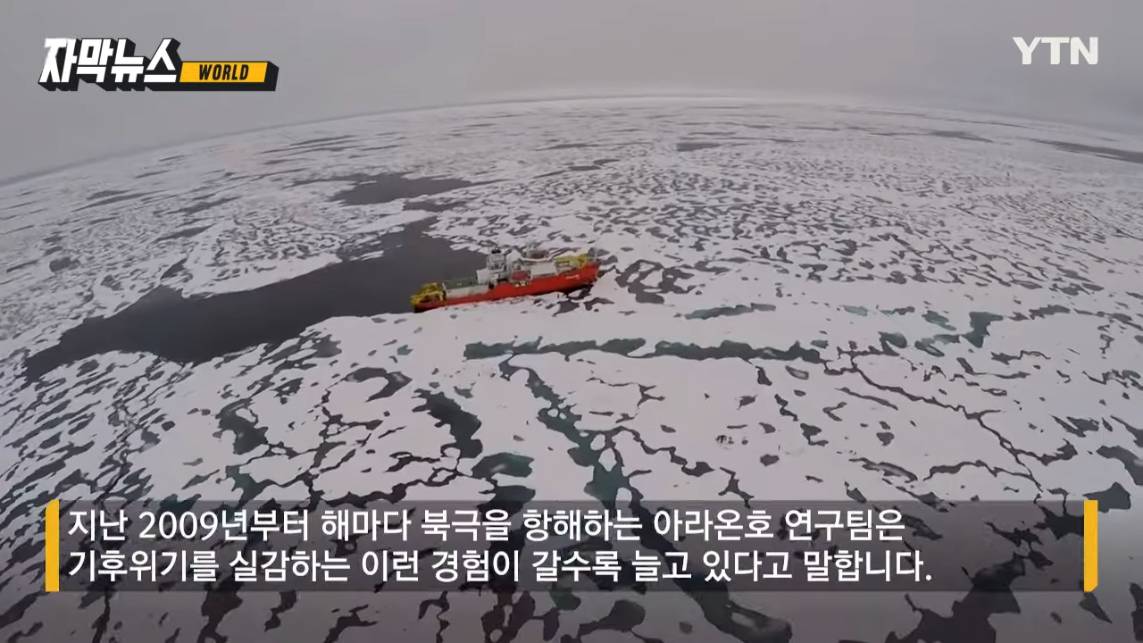 동해에서 사라진 오징어들 북극에서 발견됨 | 인스티즈