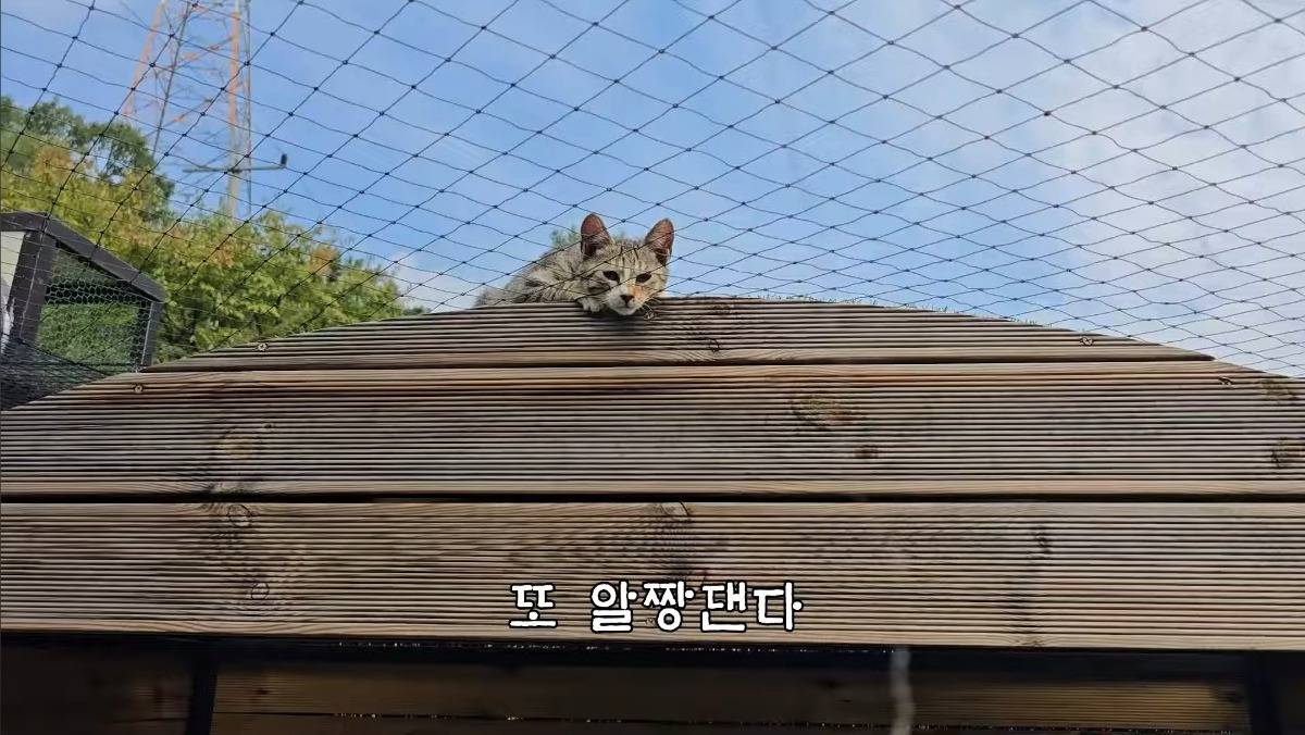 [hahaha] 최근 유튜버 근처 알짱거리는 캣초딩 | 인스티즈