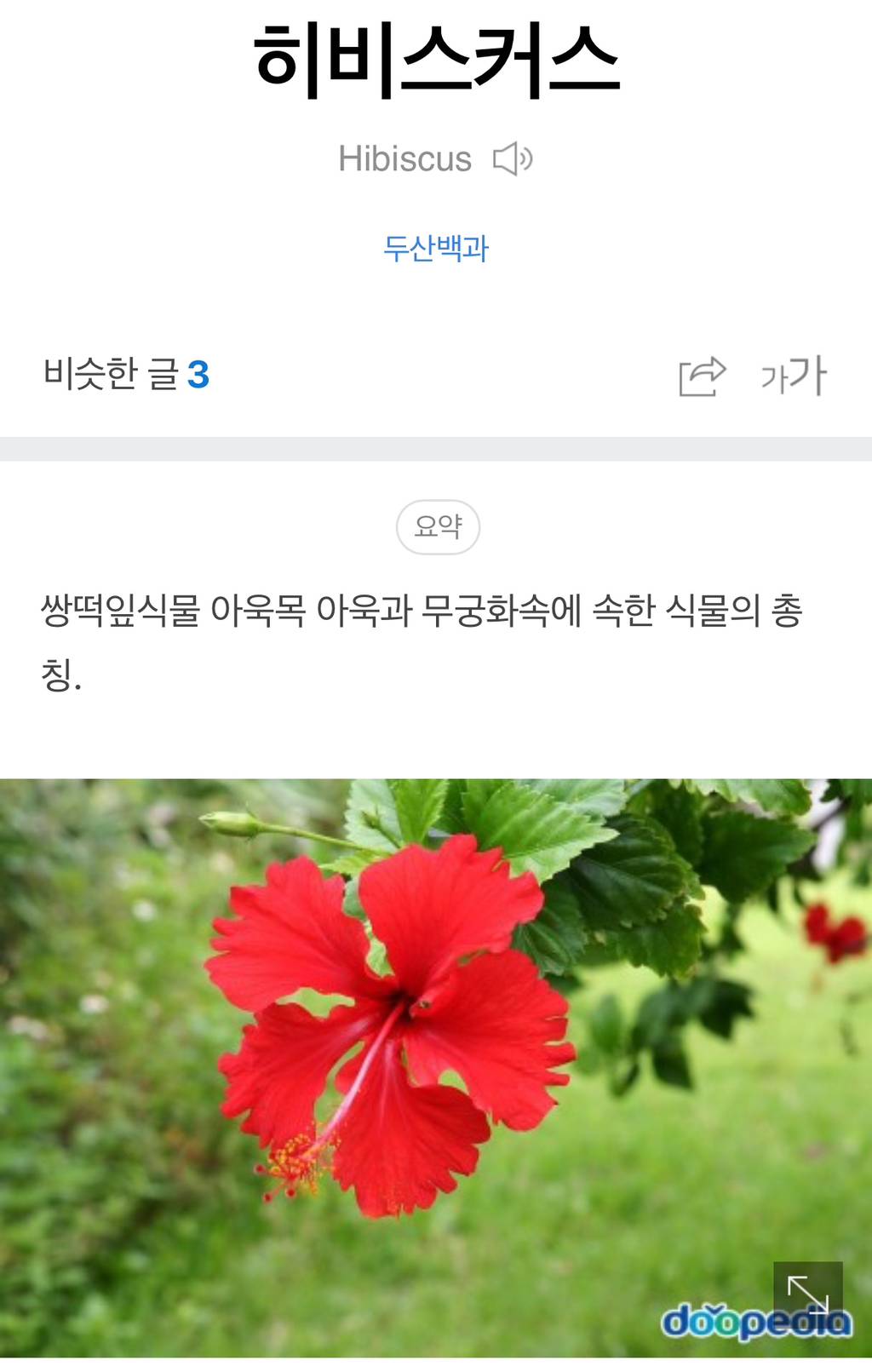 히비스커스가 무궁화였다는거 알고있었음??? | 인스티즈