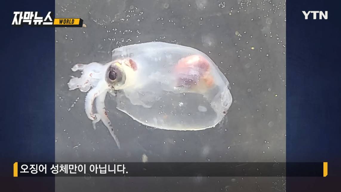 동해에서 사라진 오징어들 북극에서 발견됨 | 인스티즈