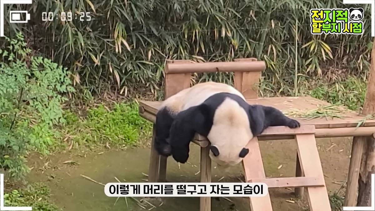 🐼 루이바오 입천장에!!! | 인스티즈