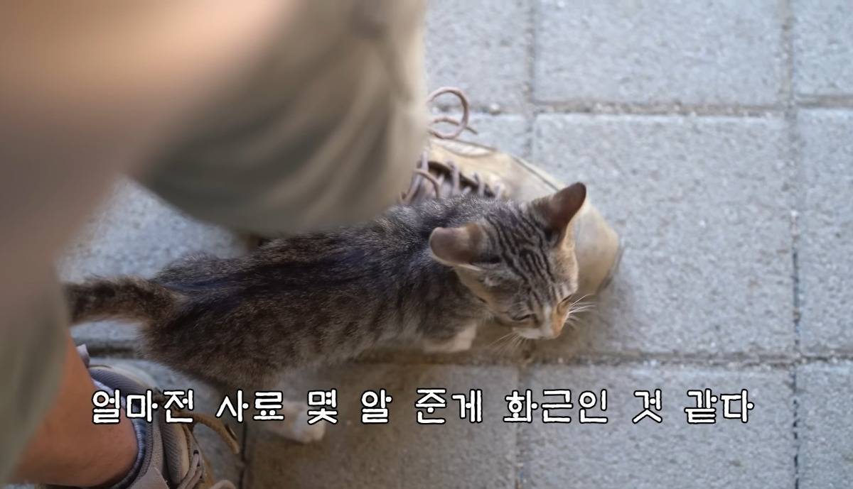 [hahaha] 최근 유튜버 근처 알짱거리는 캣초딩 | 인스티즈