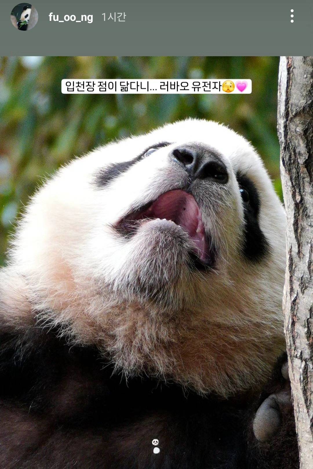 🐼 루이바오 입천장에!!! | 인스티즈