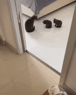 고양이 능력이자 습성 | 인스티즈