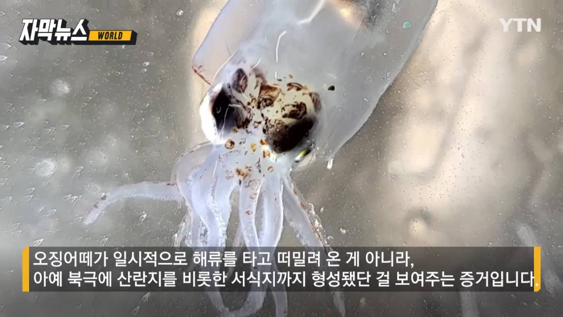 동해에서 사라진 오징어들 북극에서 발견됨 | 인스티즈