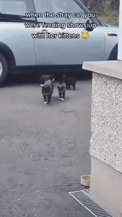밥주던 고양이가 믿을만하다 싶었는지 아기고양이들 데려옴.gif | 인스티즈