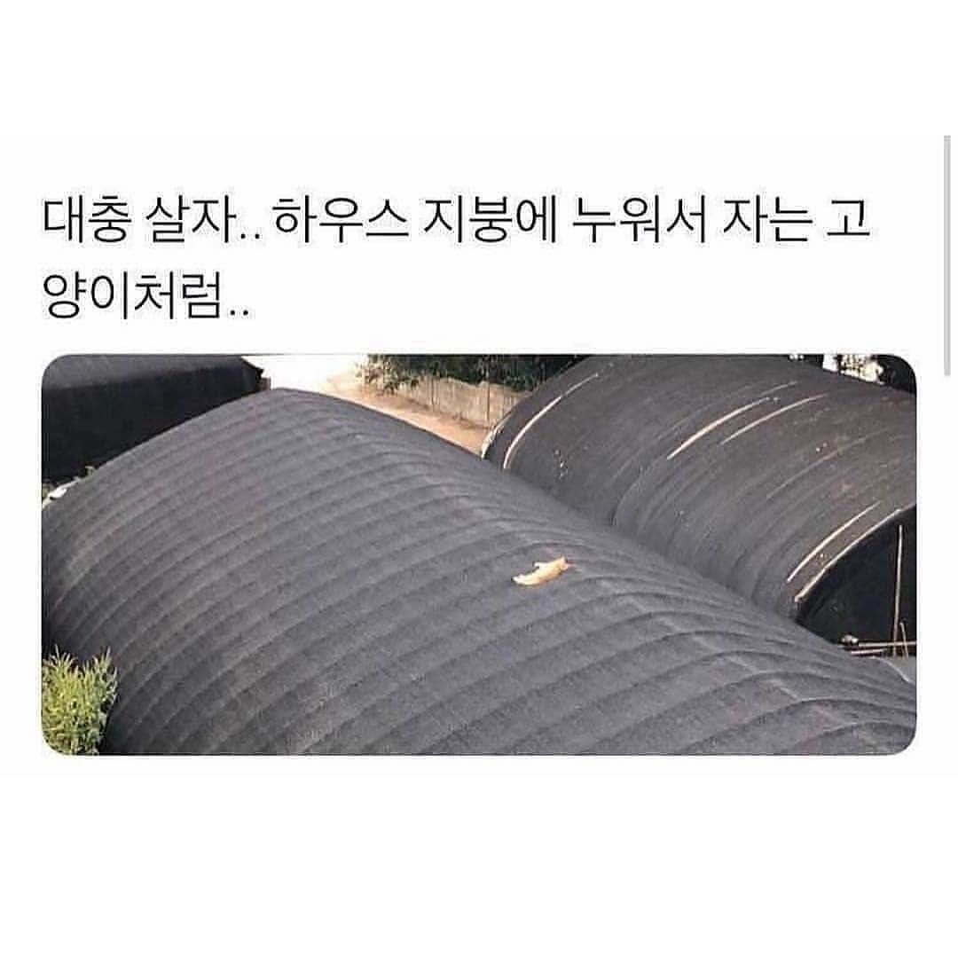 대충 살자 | 인스티즈