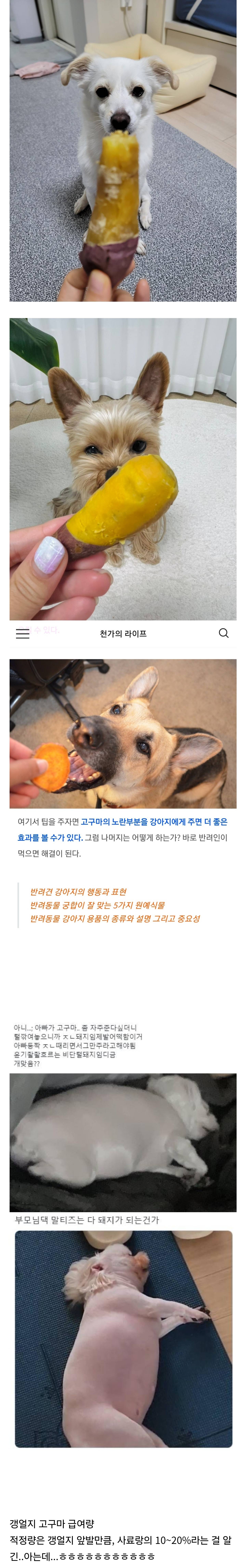 많은 견주들이 머리로는 알지만 가슴이 지키지 못해 실패하는 것 | 인스티즈