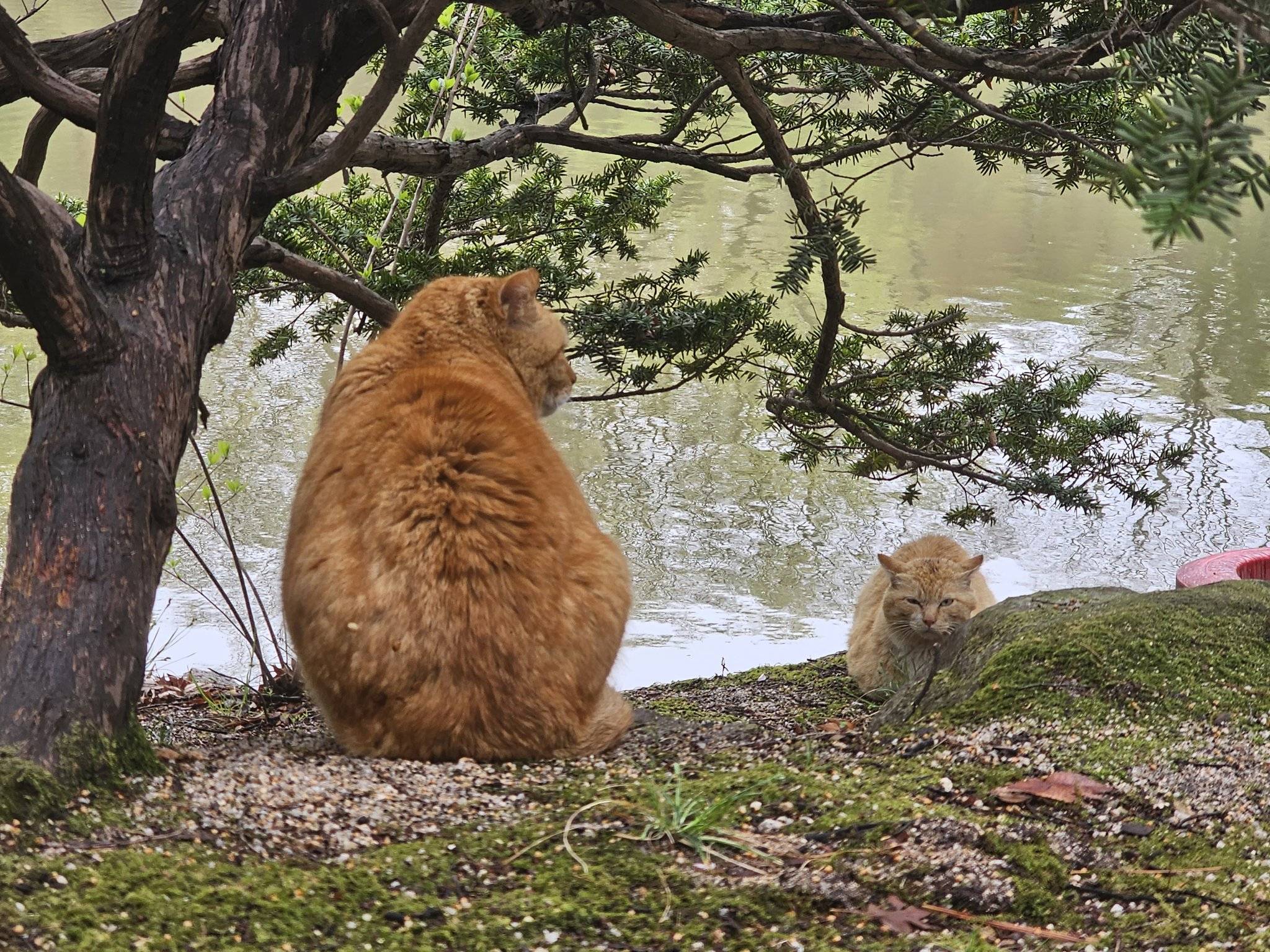 비가 오는 창경궁 사색의 고양이 | 인스티즈