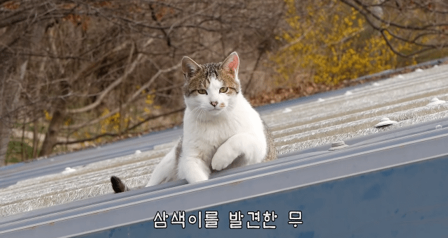 [hahaha] 유튜버 자석펫냥 모음 😺😻 (스압주의).gif | 인스티즈