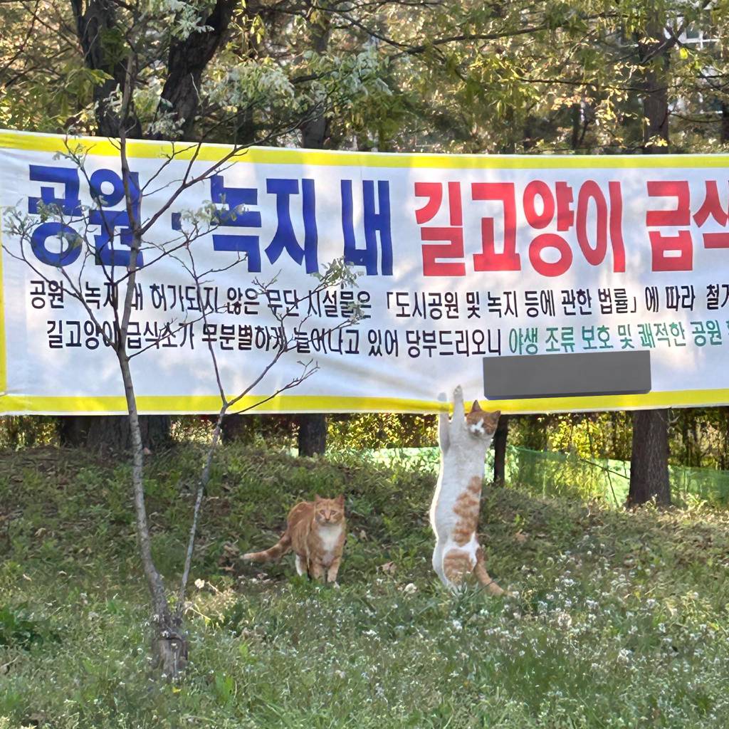 이 고양이 한글 읽을 줄 아나봐 | 인스티즈