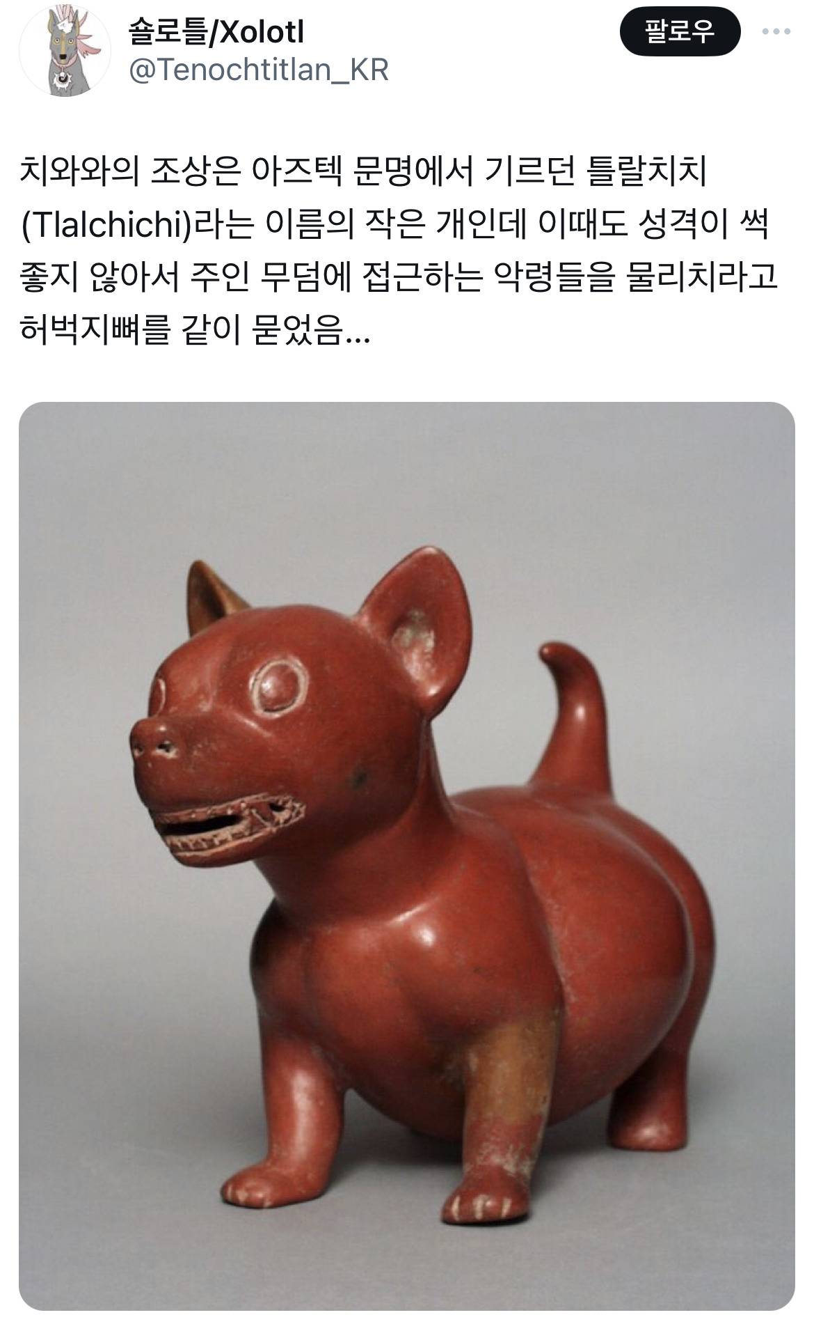 치와와의 조상 틀랄치치 | 인스티즈