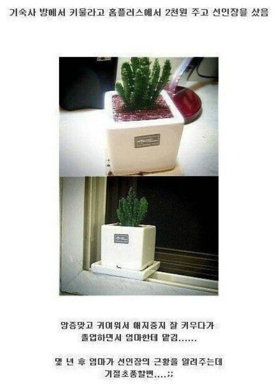 홈플러스에서 2천원 주고 산 선인장의 흔한 결말 | 인스티즈