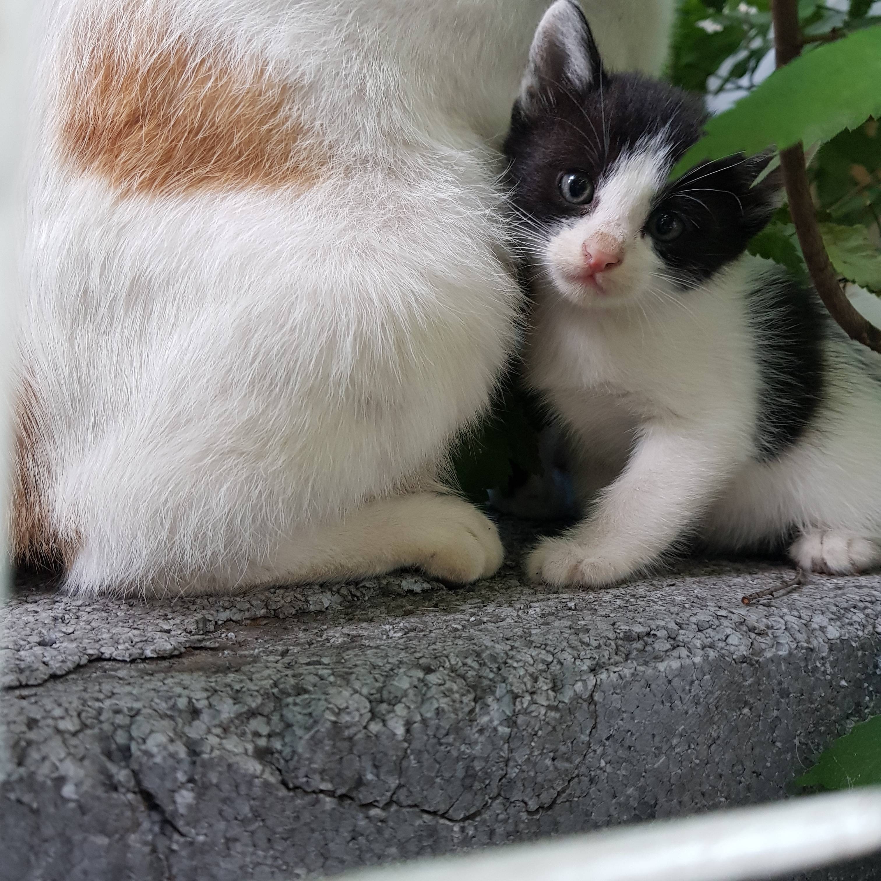 애기 길냥 얘 이러고 자는데...? 어케...? (++) | 인스티즈