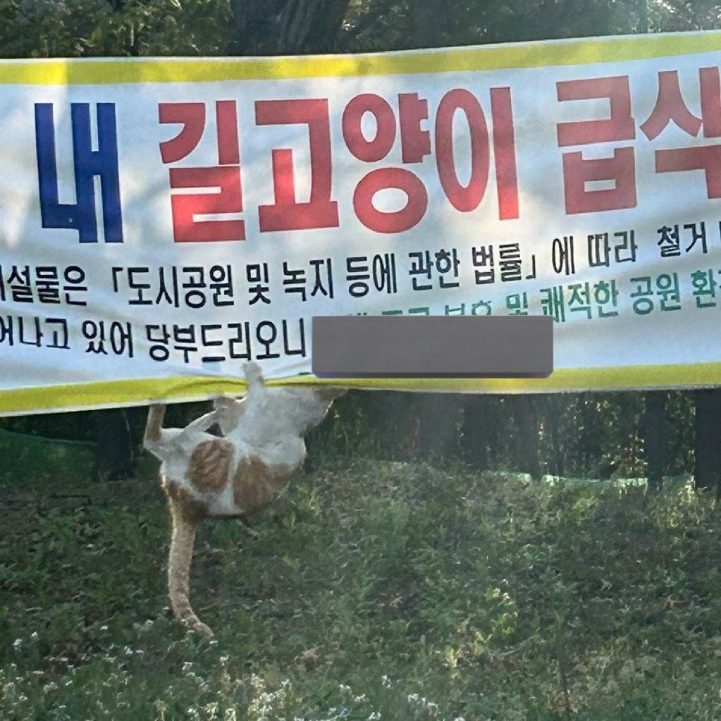 이 고양이 한글 읽을 줄 아나봐 | 인스티즈