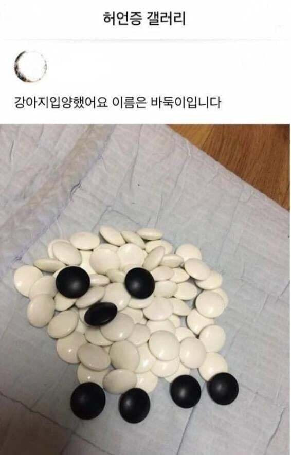 강아지 입양했어요 이름은 바둑이 입니다 | 인스티즈