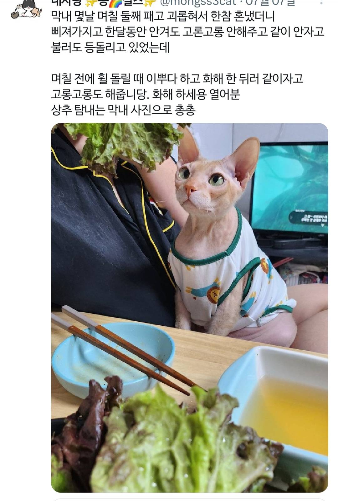 고양이랑 진심으로 싸워서 속상했던 트위터리안.twt | 인스티즈