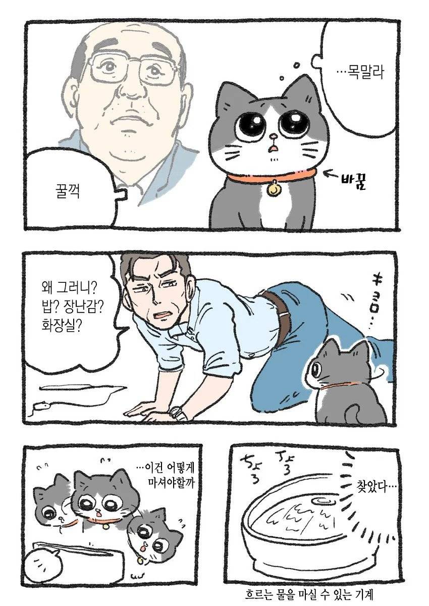 고양이가 되어버린 중년남자.Manhwa | 인스티즈