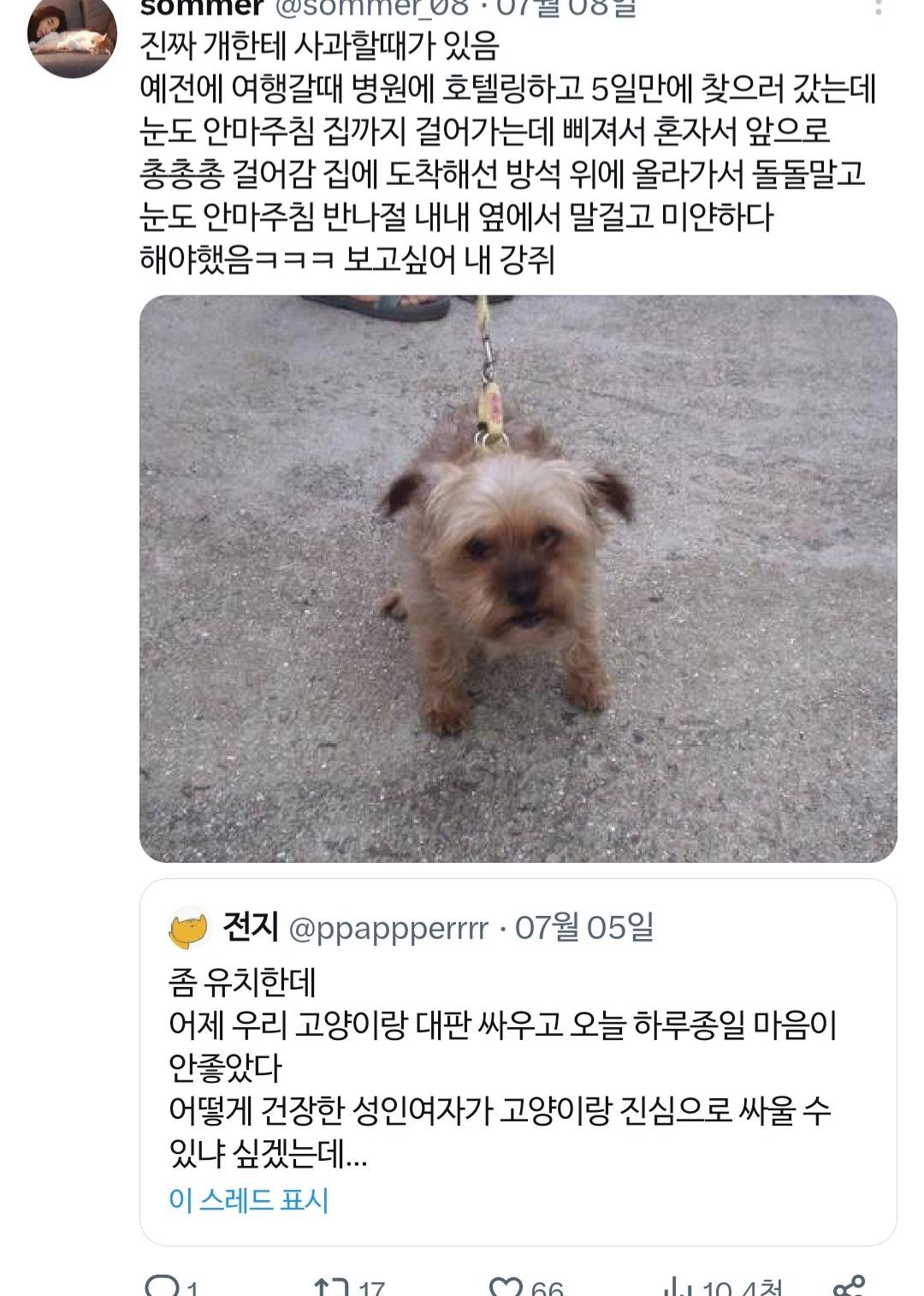 고양이랑 진심으로 싸워서 속상했던 트위터리안.twt | 인스티즈